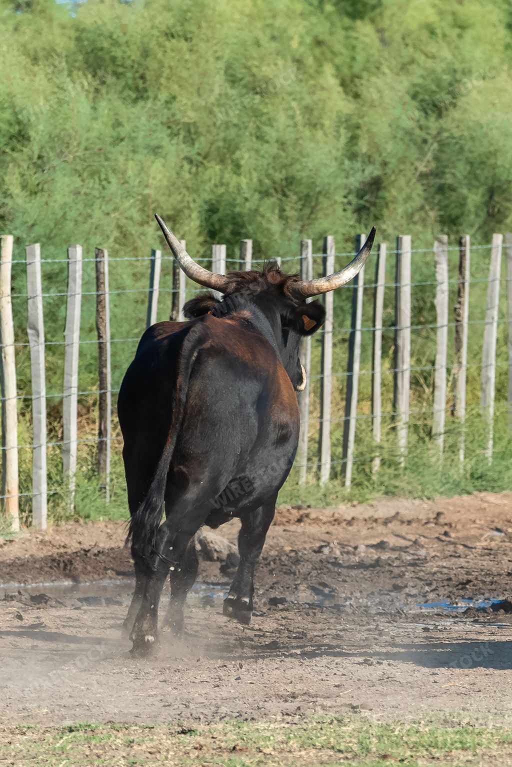 Bull running in a field, sorting bulls in Camargue