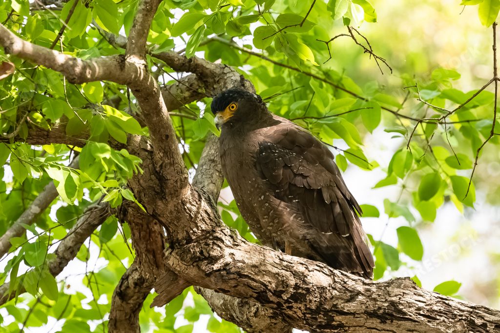 Crested Serpent Eagle, Spilornis cheela, bird standing on a tree in India
