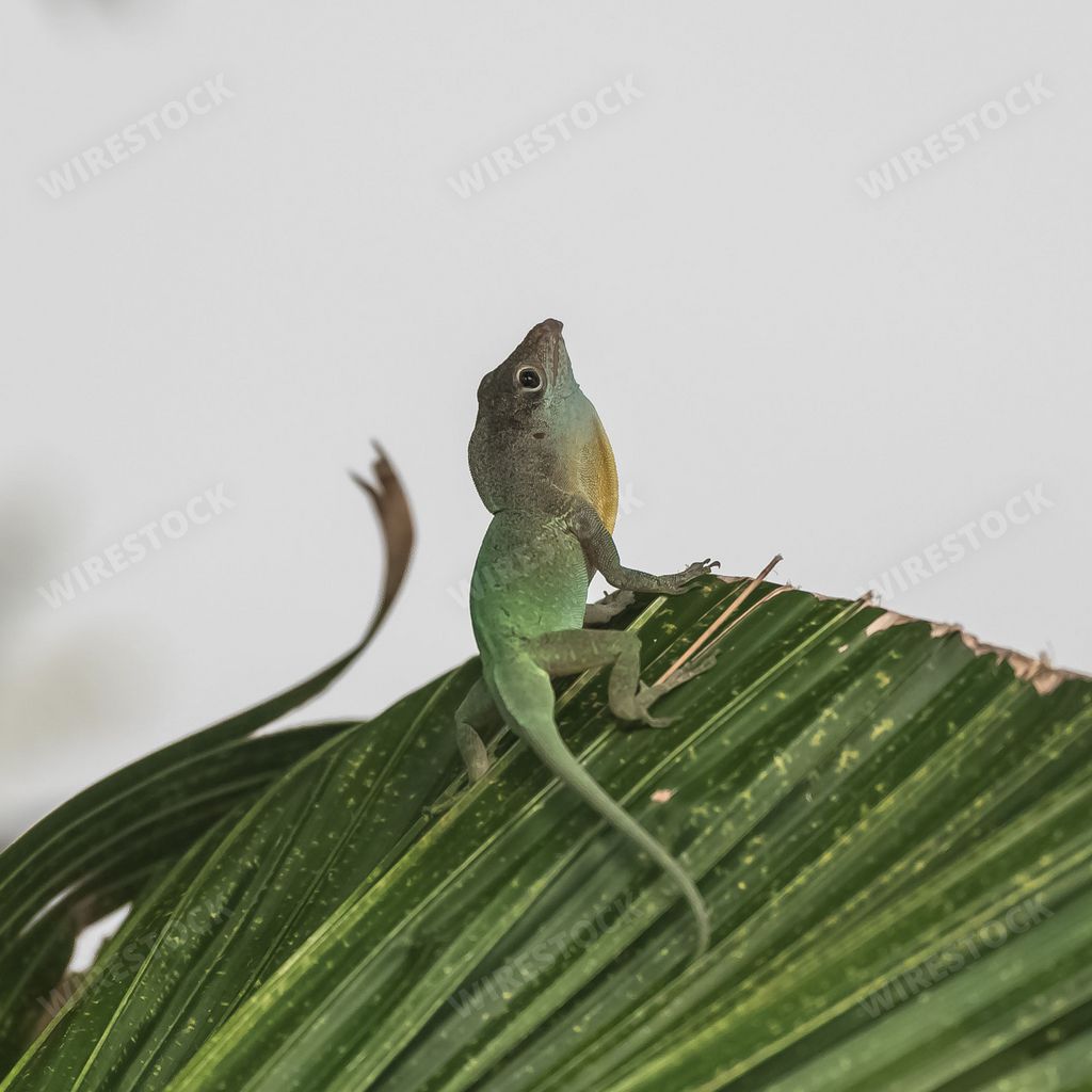 Green anole, male lizard on a tree in Guadeloupe