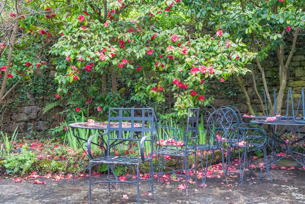 Red camellia in a romantic garden in Brittany, fallen petals on garden furniture