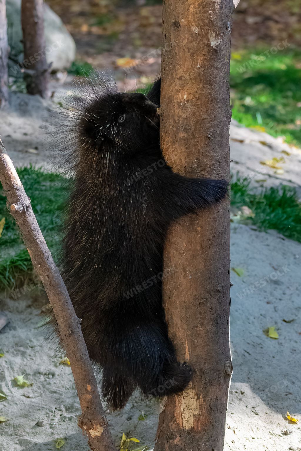 A porcupine climbing a tree in Canada, funny animal