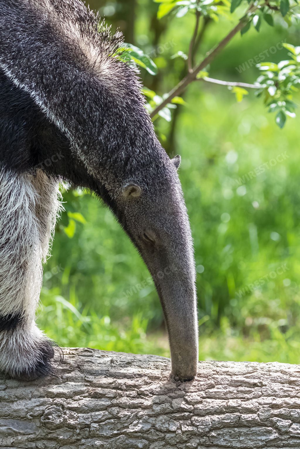 Giant Anteater, animal eating ants in a tree trunk