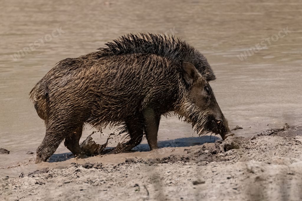 India, wild boar bathing in the mud, portrait