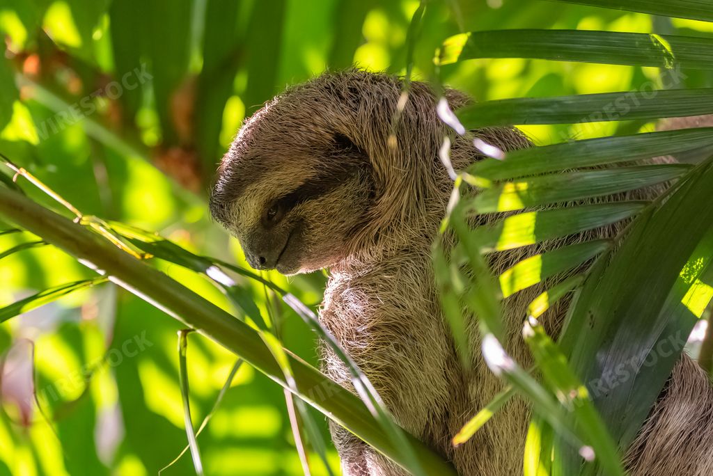 Brown-throated Sloth, Bradypus Variegatus, sloth sleeping on a tree in Costa Rica
