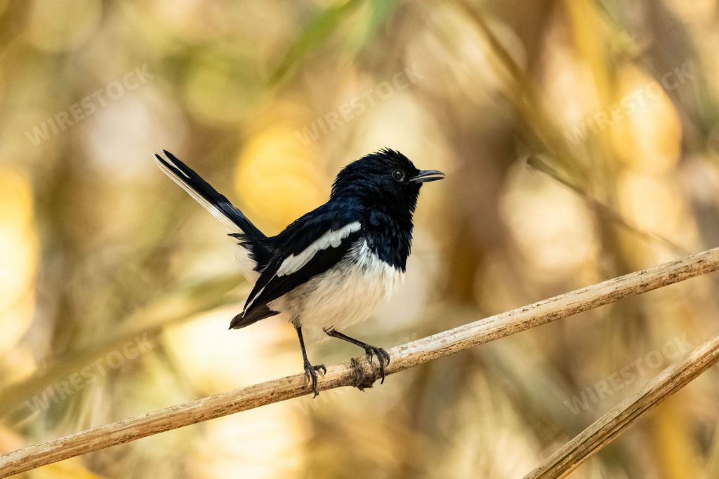 Oriental magpie-robin, Copsychus saularis, small black and white bird in India