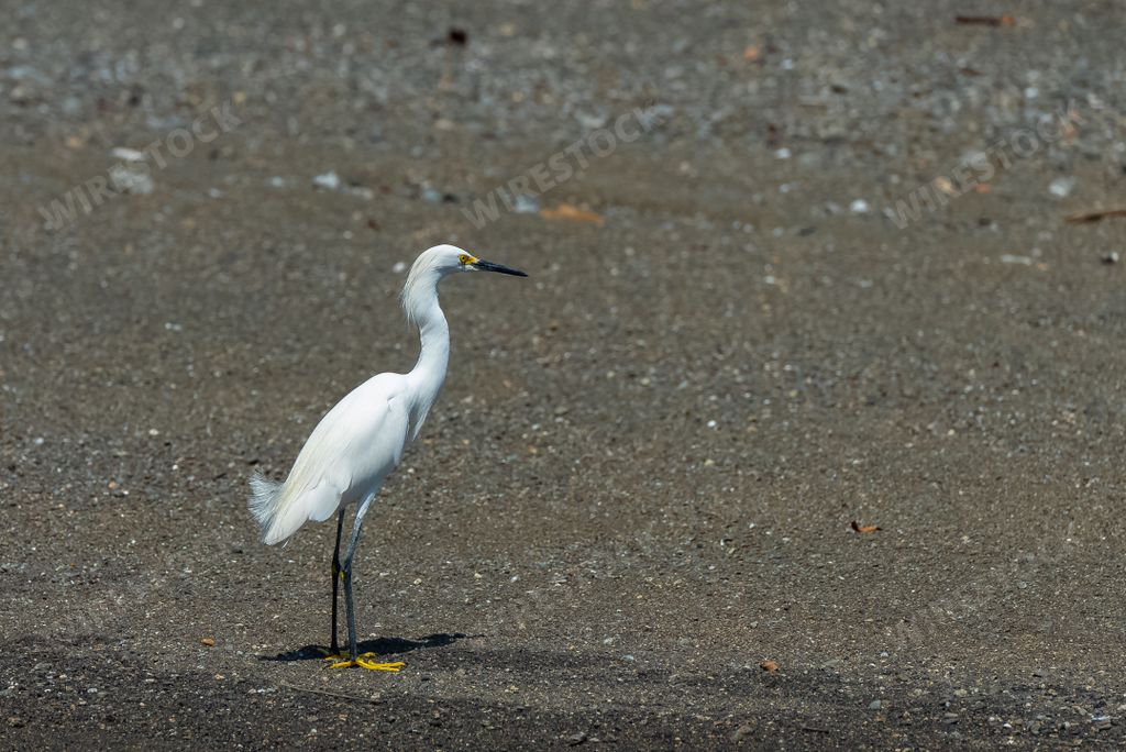 White egret, majestic bird standing on the shore