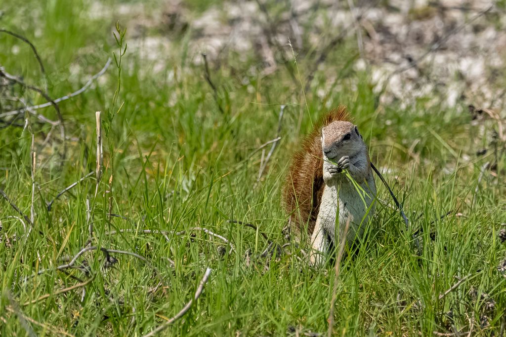 Cape ground squirrel, Xerus inauris, funny animal in the bush in Namibia