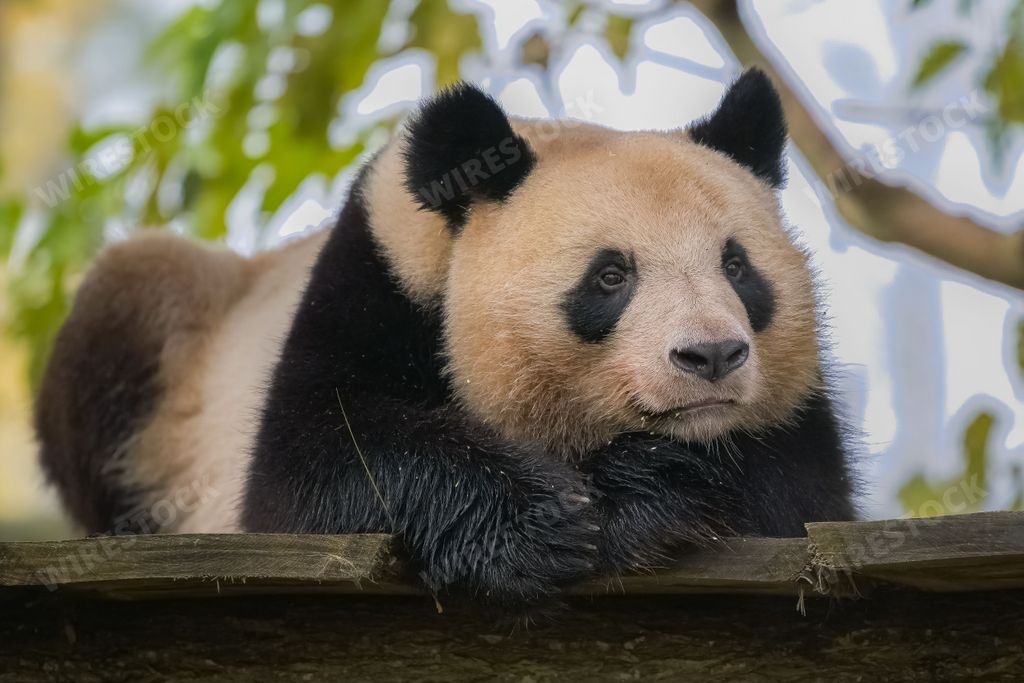 A giant panda lying, an head-on portrait
