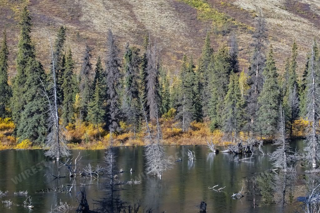 Yukon in Canada, wild landscape in autumn of the Tombstone park, with the lake