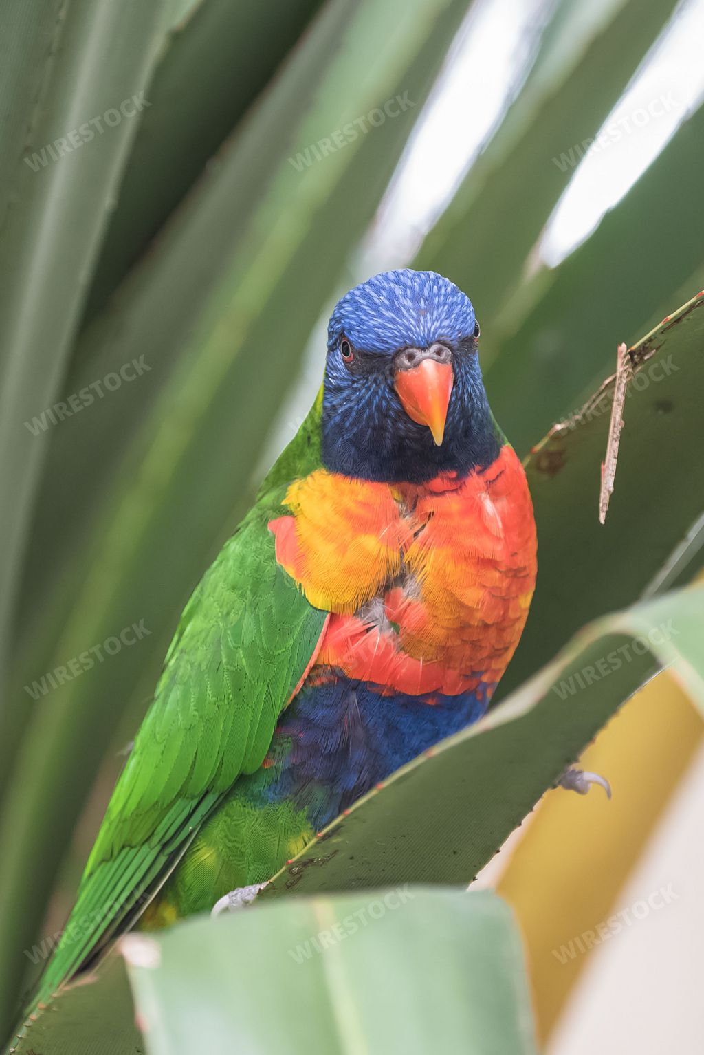 Rainbow lorikeet, beautiful parrot in a tree