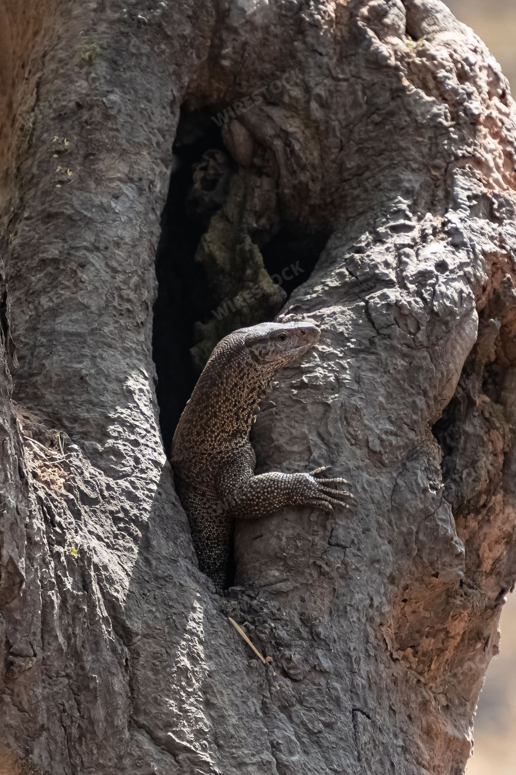 Bengal monitor, Varanus bengalensis, lizard hidden in a hole on a tree in India