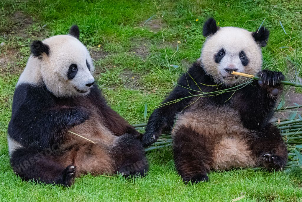 Giant pandas, bear pandas, baby panda and his mother eating bamboo