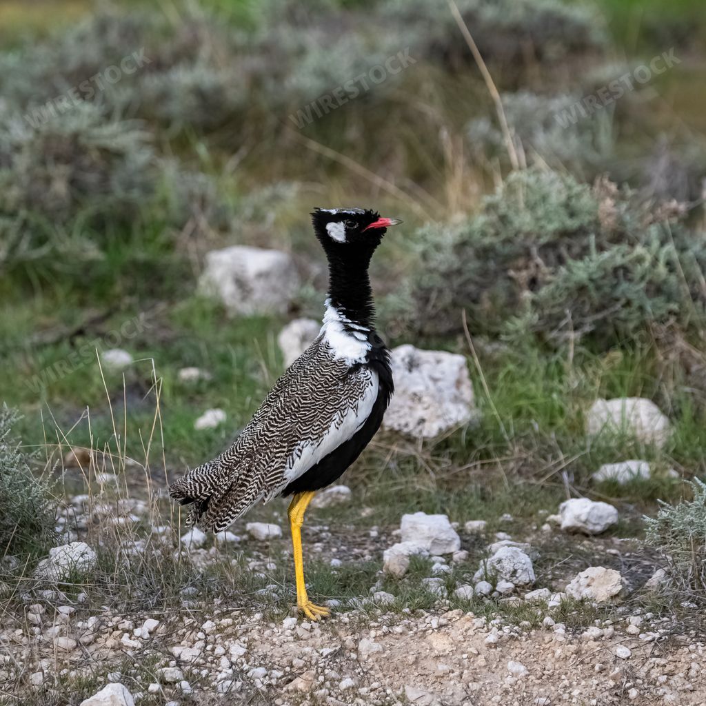 Northern Black Korhaan, Afrotis afraoides, big bird in the bush in Namibia