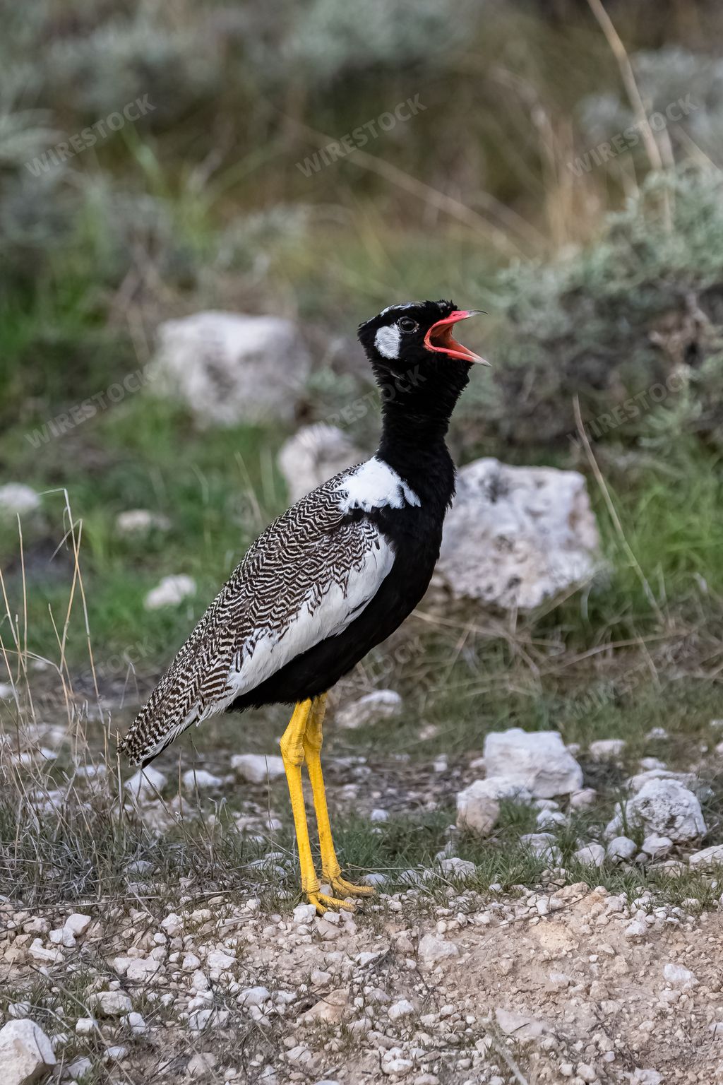 Northern Black Korhaan, Afrotis afraoides, big bird in the bush in Namibia