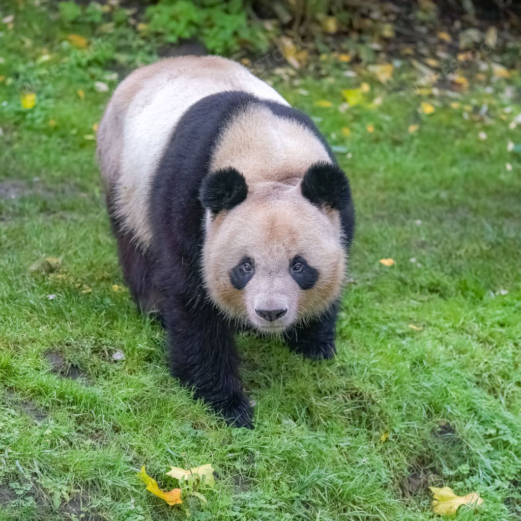 A giant panda walking on the grass, portrait