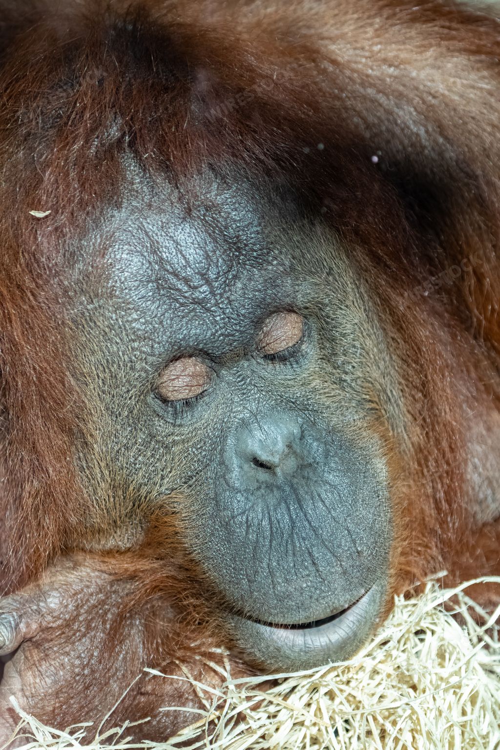 An orangutan female looking at the window in a zoo, portrait