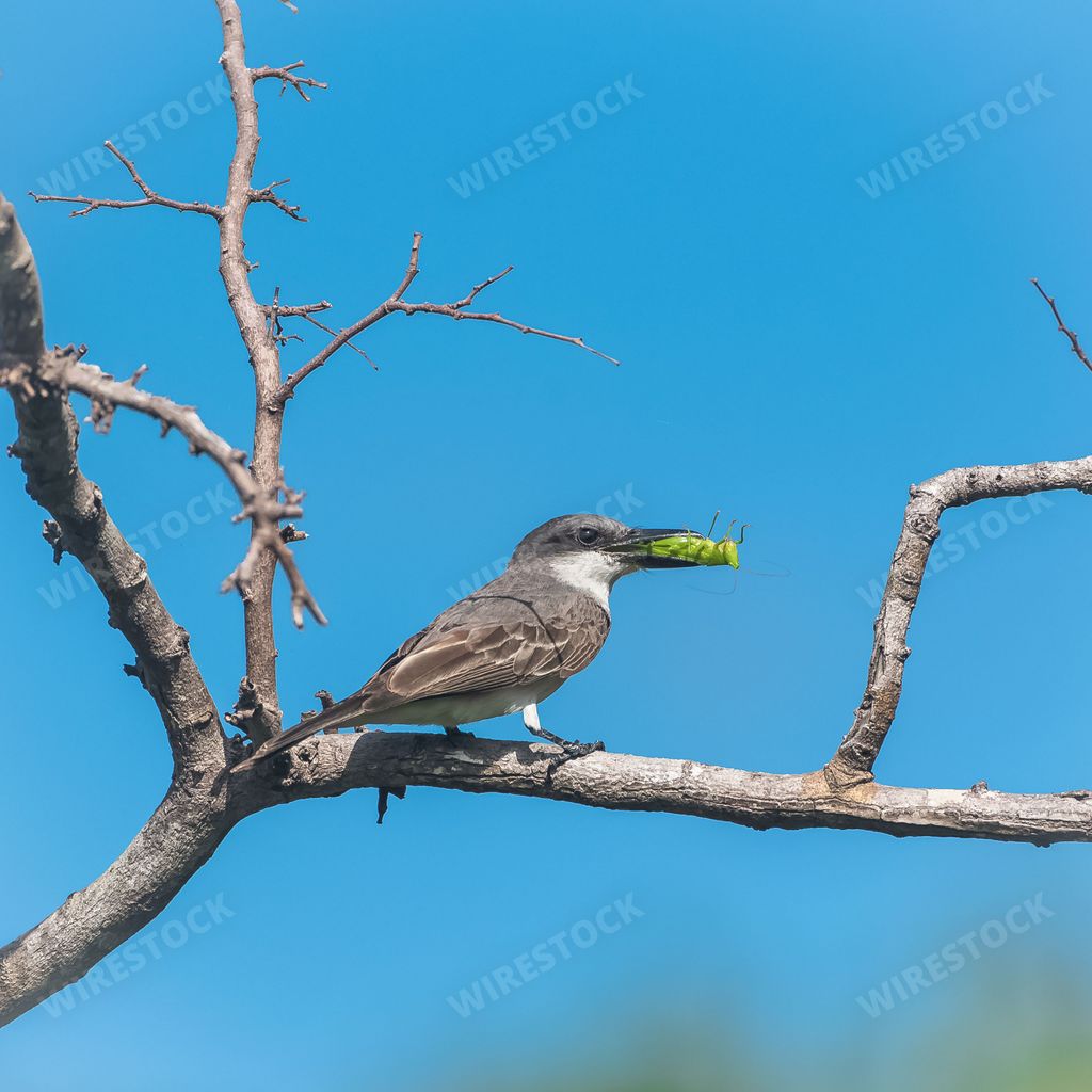 Grey Kingbird, bird eating a grasshopper on a branch, in Guadeloupe