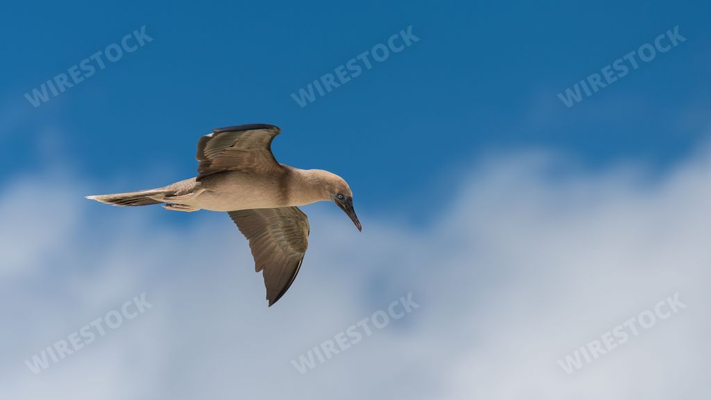 Brown booby, Sula leucogaster, exotic bird flying in french Polynesia