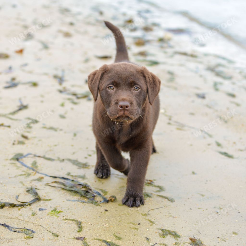 Dog labrador, chocolate puppy running on the beach