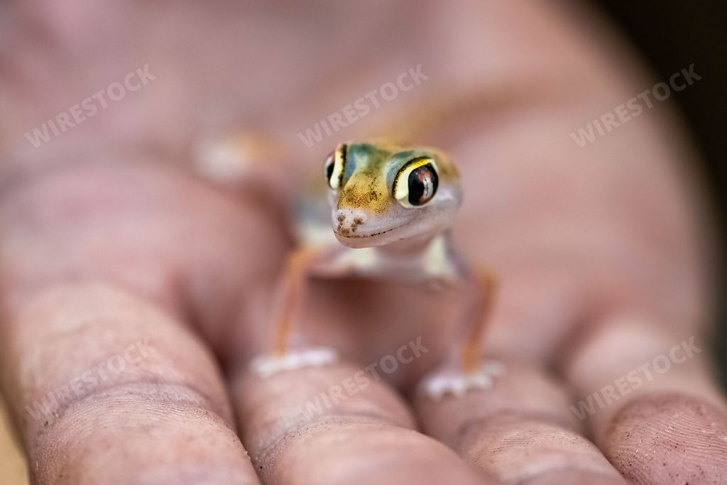 A Namib sand gecko, small colorful lizard in the Namib desert, in a hand