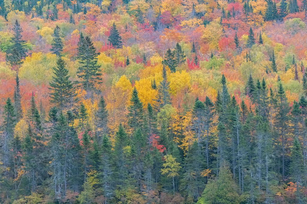 A forest in Canada, during the autumn, beautiful colors of the trees