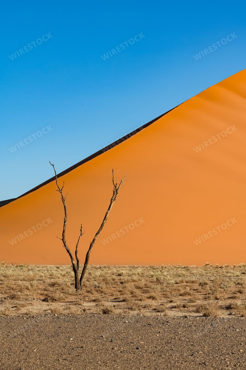 Namibia, the Namib desert, a tree isolated in the red dunes in background