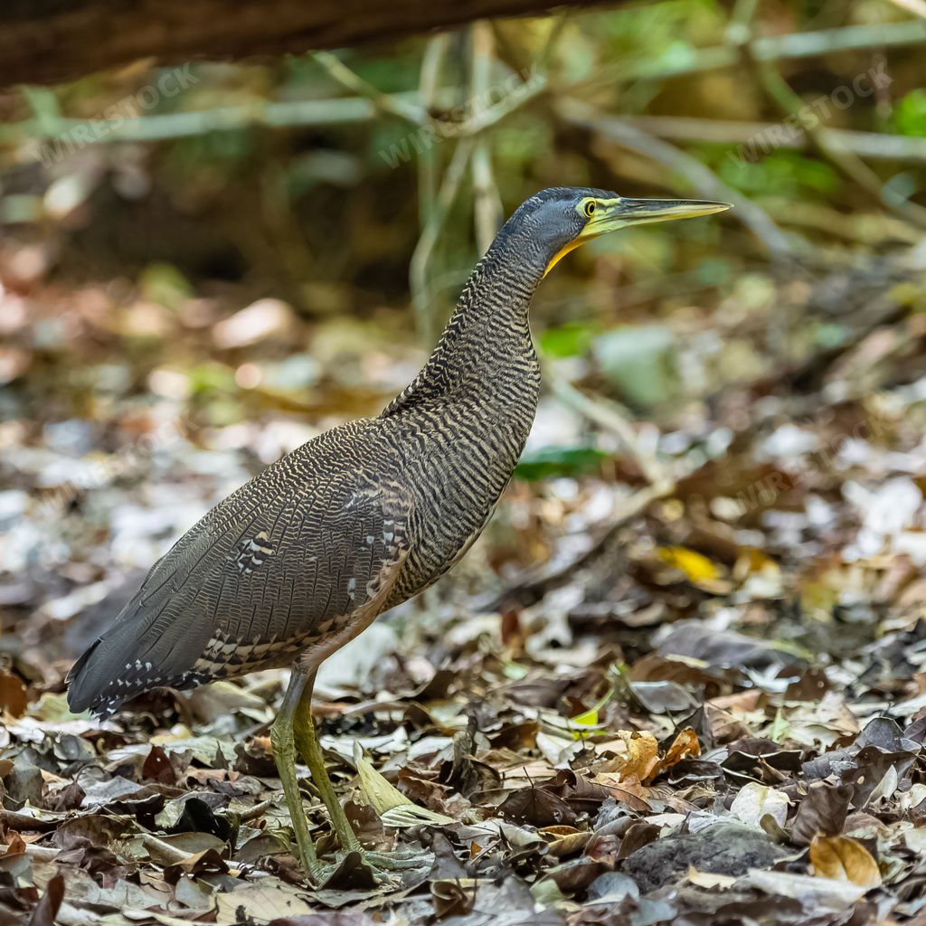 bare-throated tiger heron, Tigrisoma mexicanum, wading bird in Costa Rica