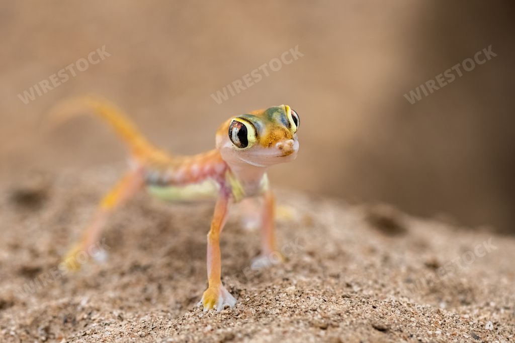 A Namib sand gecko, small colorful lizard in the Namib desert