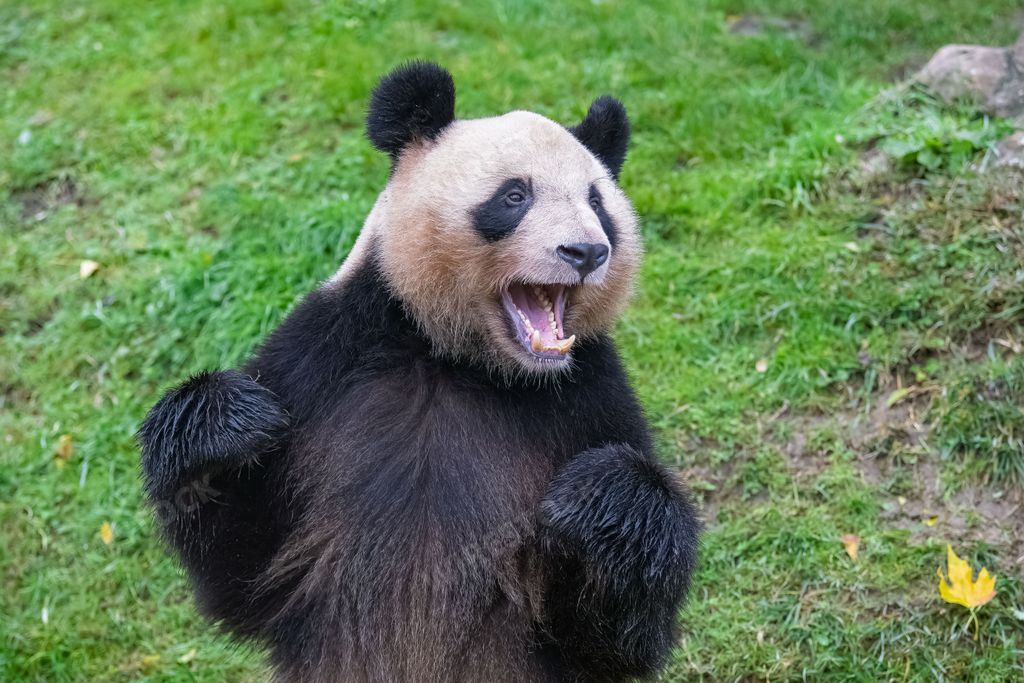 A giant panda standing on the grass, portrait