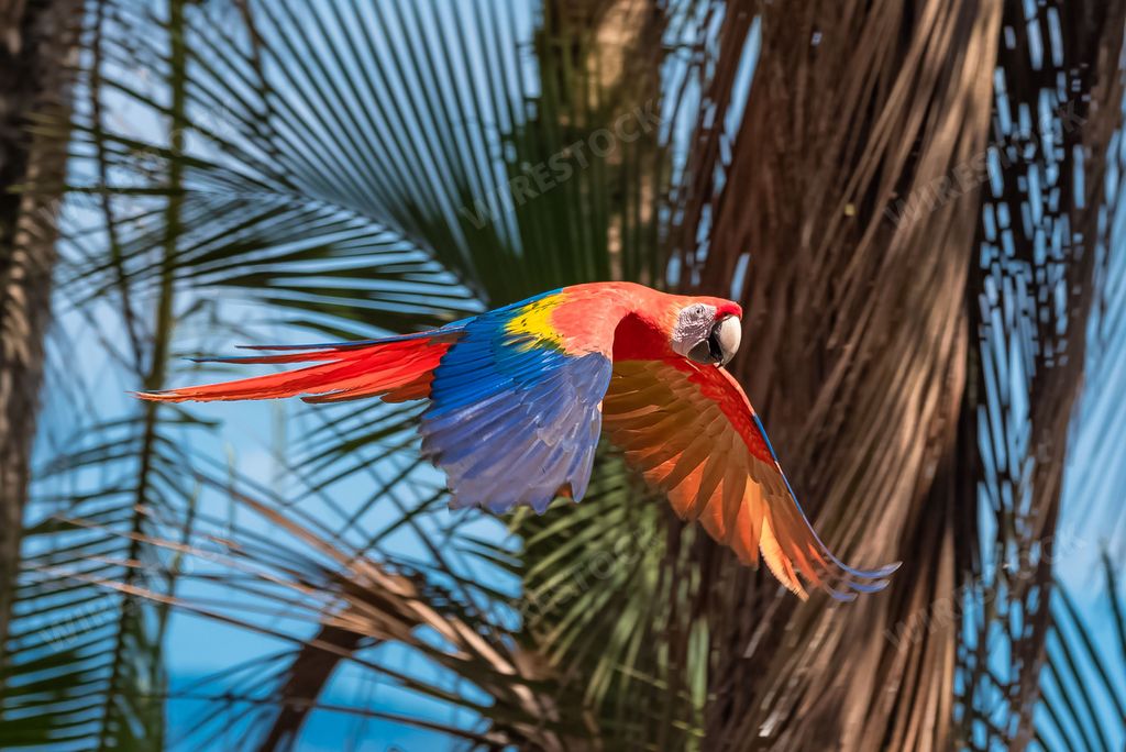 scarlet macaws, Ara macao, a beautiful parrot flying in Costa Rica