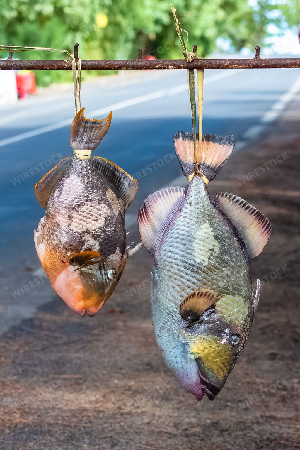 Parrot fish sold on the road, fresh fish hung upside down on a market stall, French Polynesia, Moorea