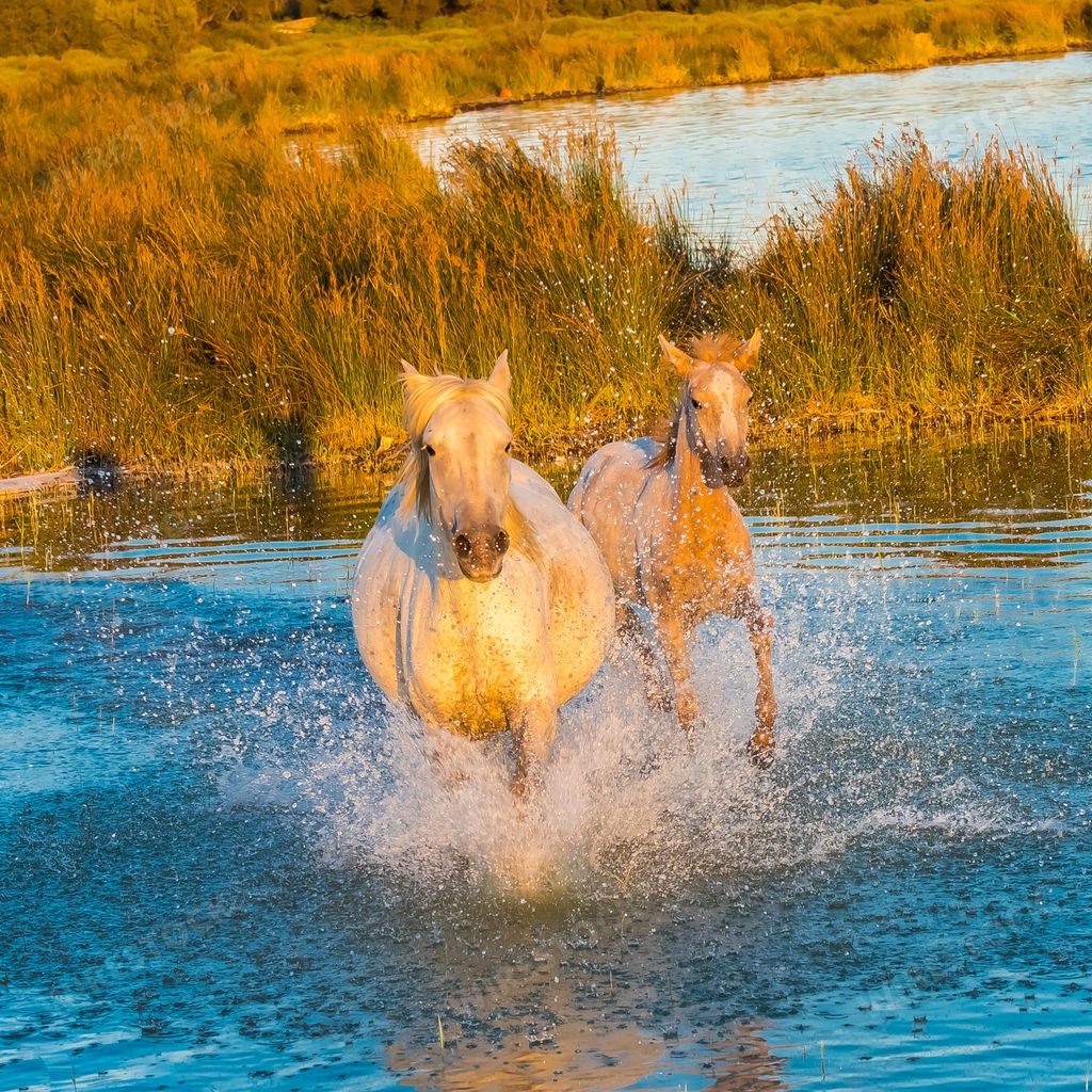 Horses running in the water, beautiful wild horses in Camargue