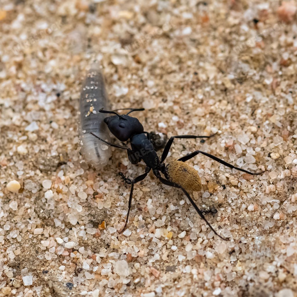 Namibia, ant eating a worm in the Namib desert, life cycle