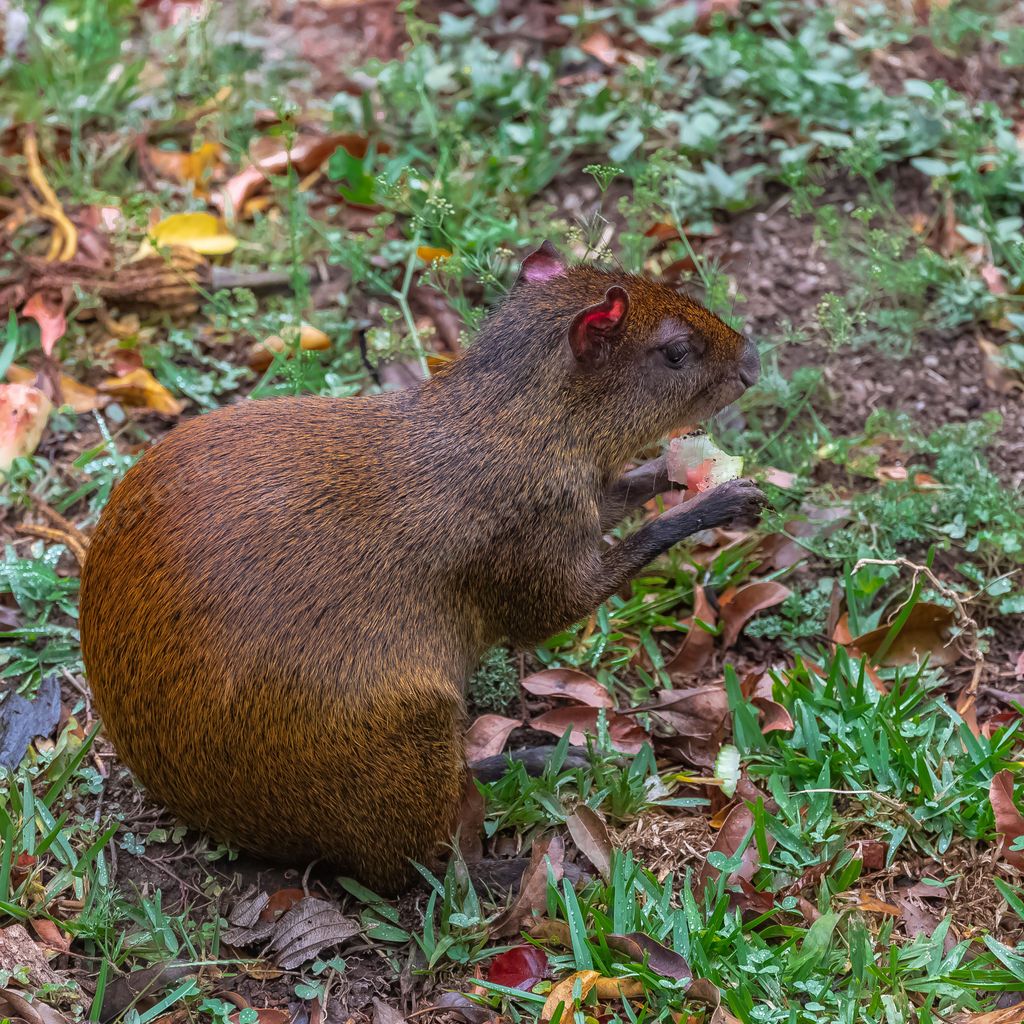Agouti, Dasyprocta punctata, animal in the forest in Costa Rica