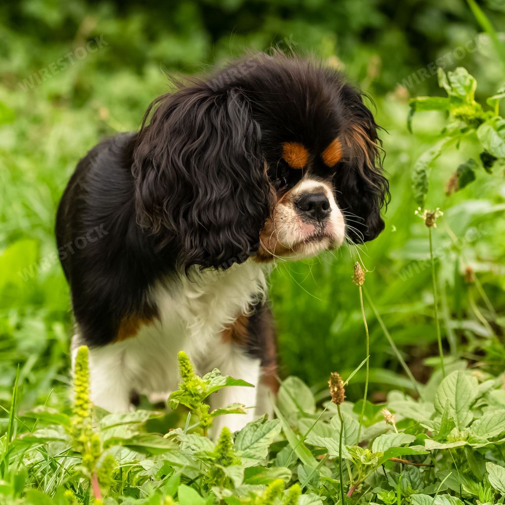 A cute Cavalier King Charles Spaniel dog in the green field