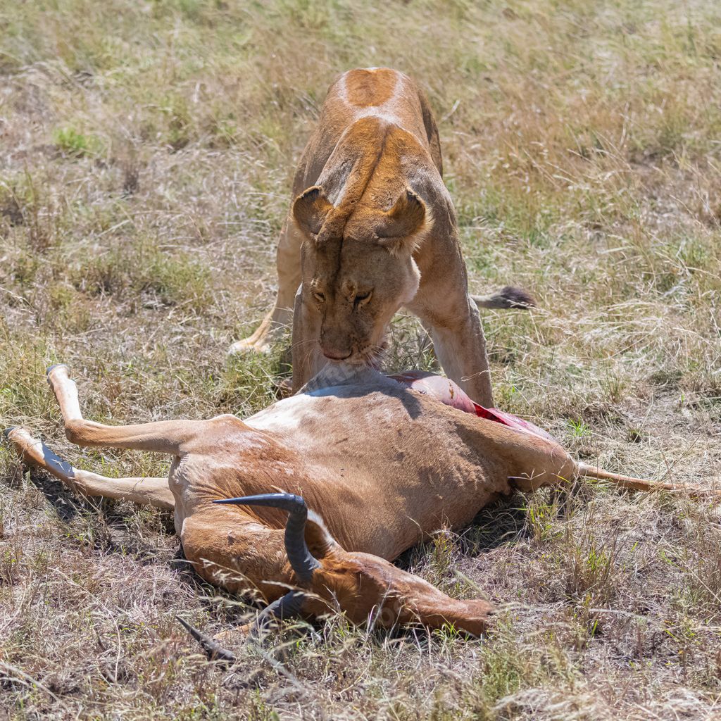 A lion eating a dead antelope in Tanzania, Africa