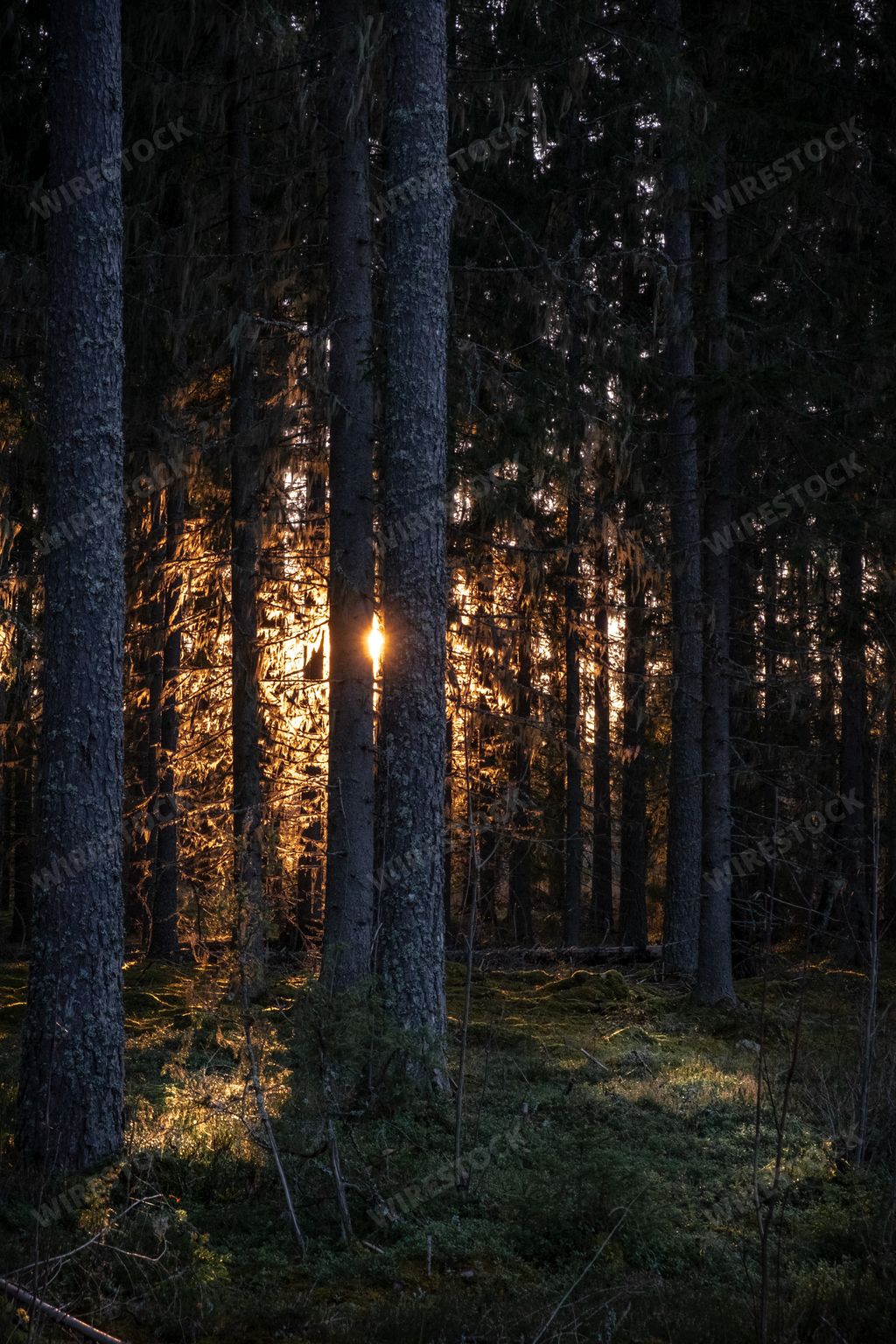 A vertical shot of the rays of the sun illuminating the dark forest with tall trees