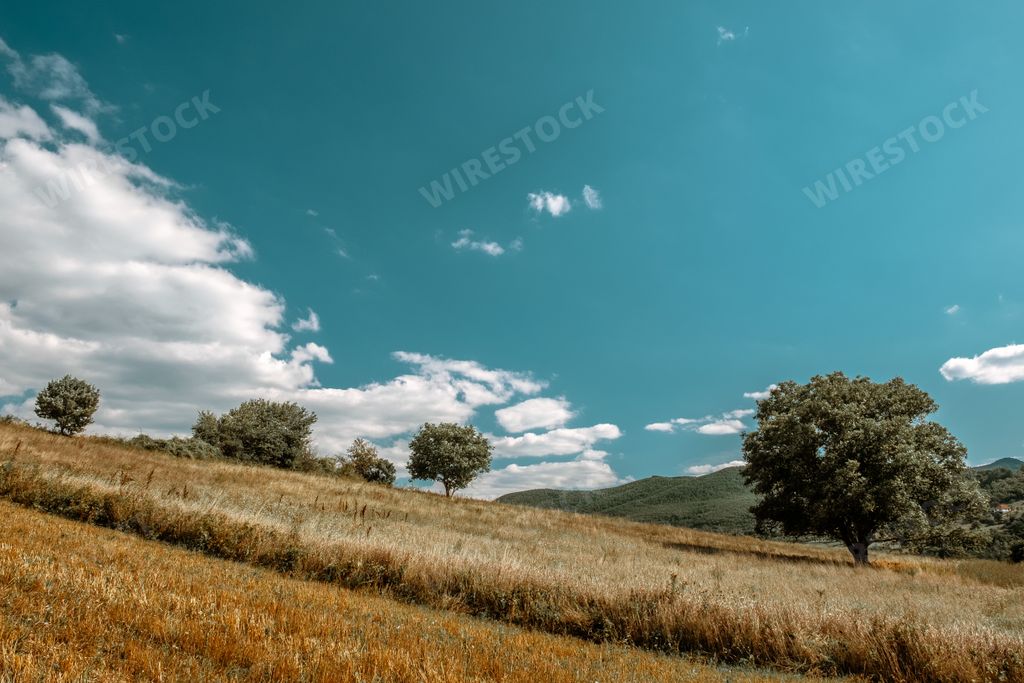 A beautiful scenery of a field full of different kinds of plants in the countryside