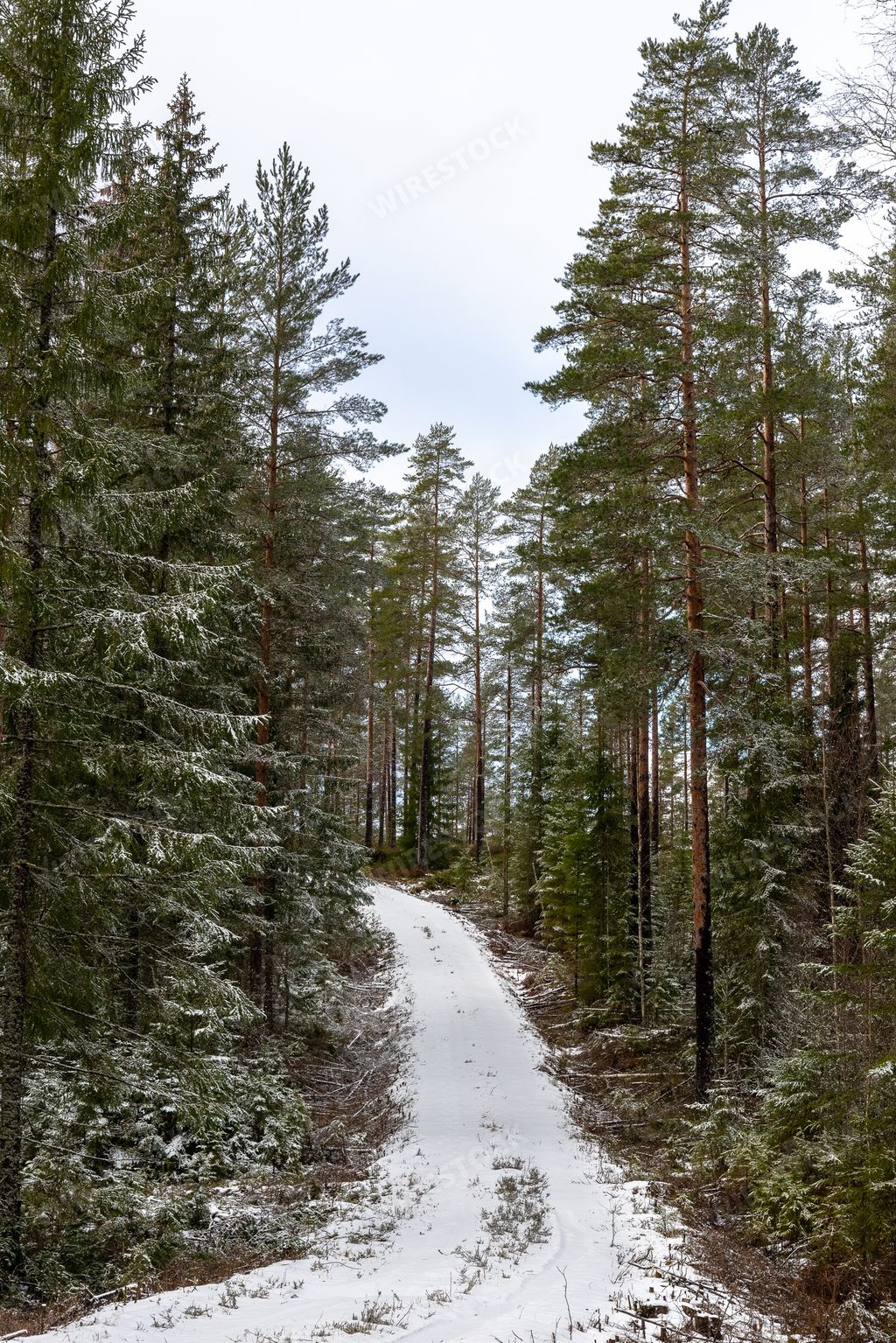 A snow covered path path through the woods lined with trees, during winter