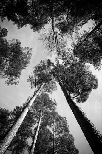 Grayscale low angle shot of tall trees in the forest Stock photo ...