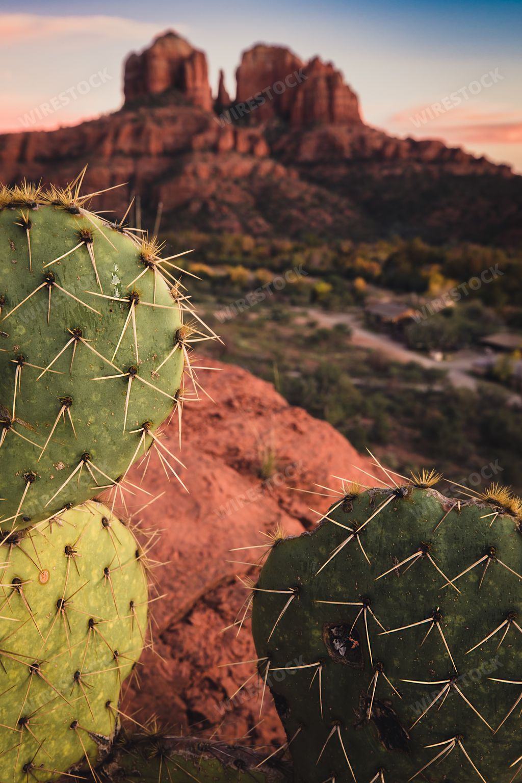 Beautiful cactus spring out of the rocks on a mesa overlooking Crescent Moon Ranch