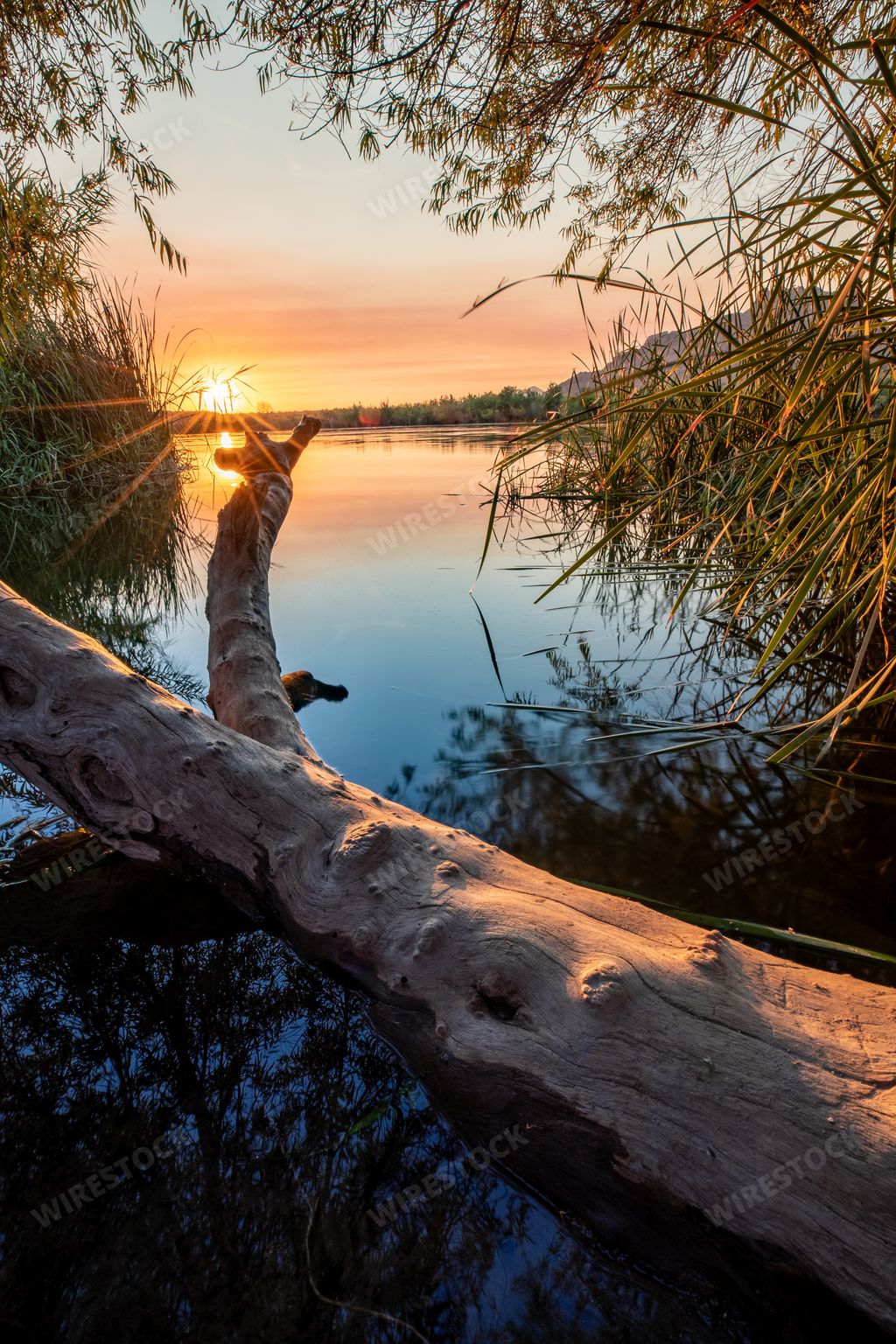 A vertical shot of trees and the grass in Salt River during the sunrise in Arizona