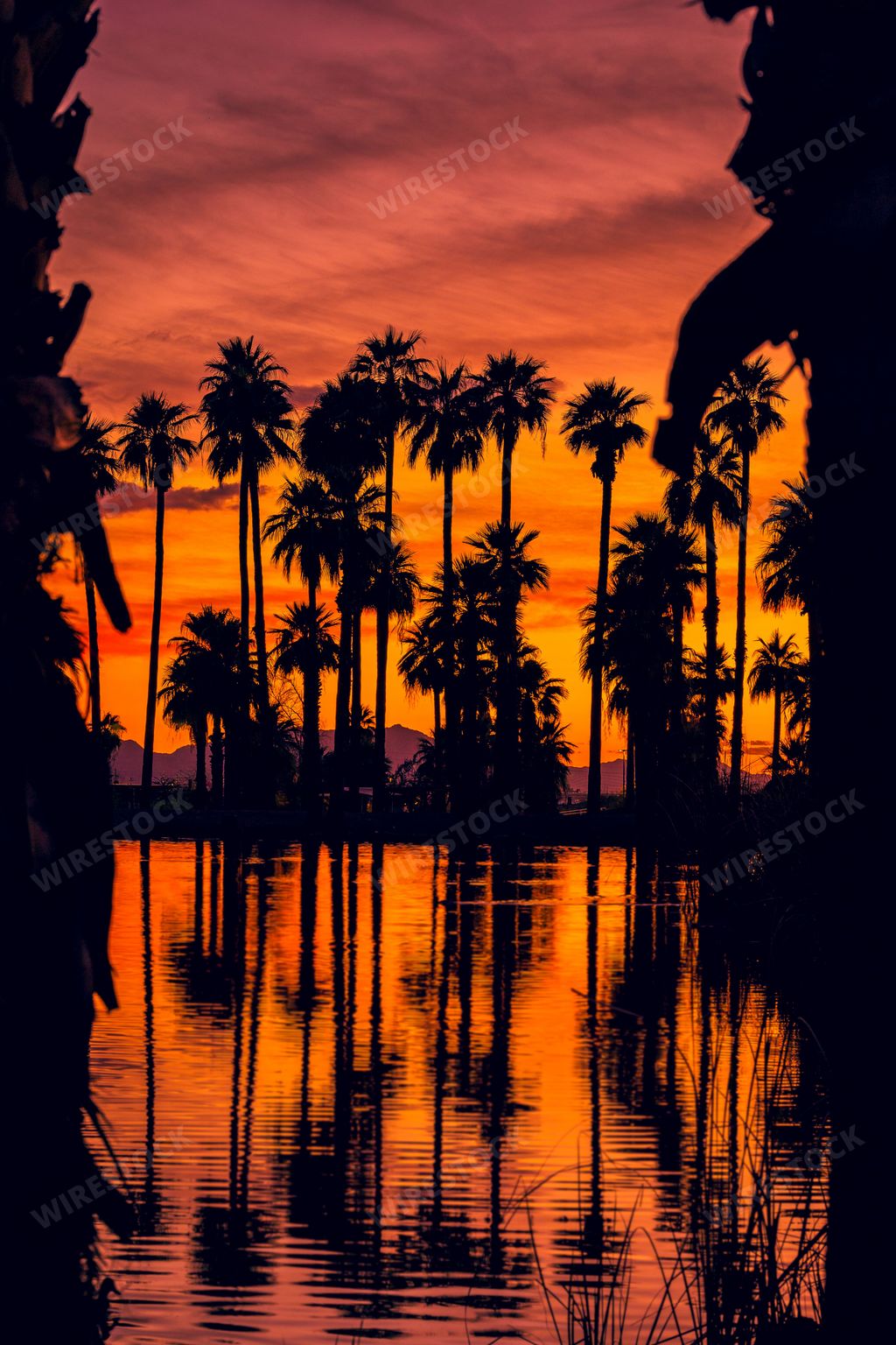 A vertical shot of palm tree silhouettes reflecting on the water in Papago Park, Arizona