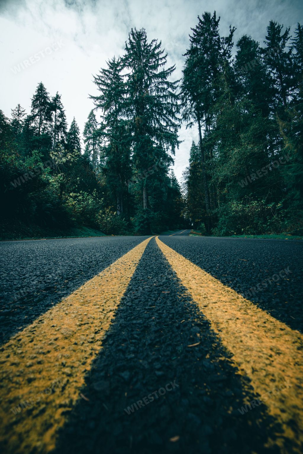 A vertical shot of a roadway through Shively Park with a forest in the background, Astoria, Oregon