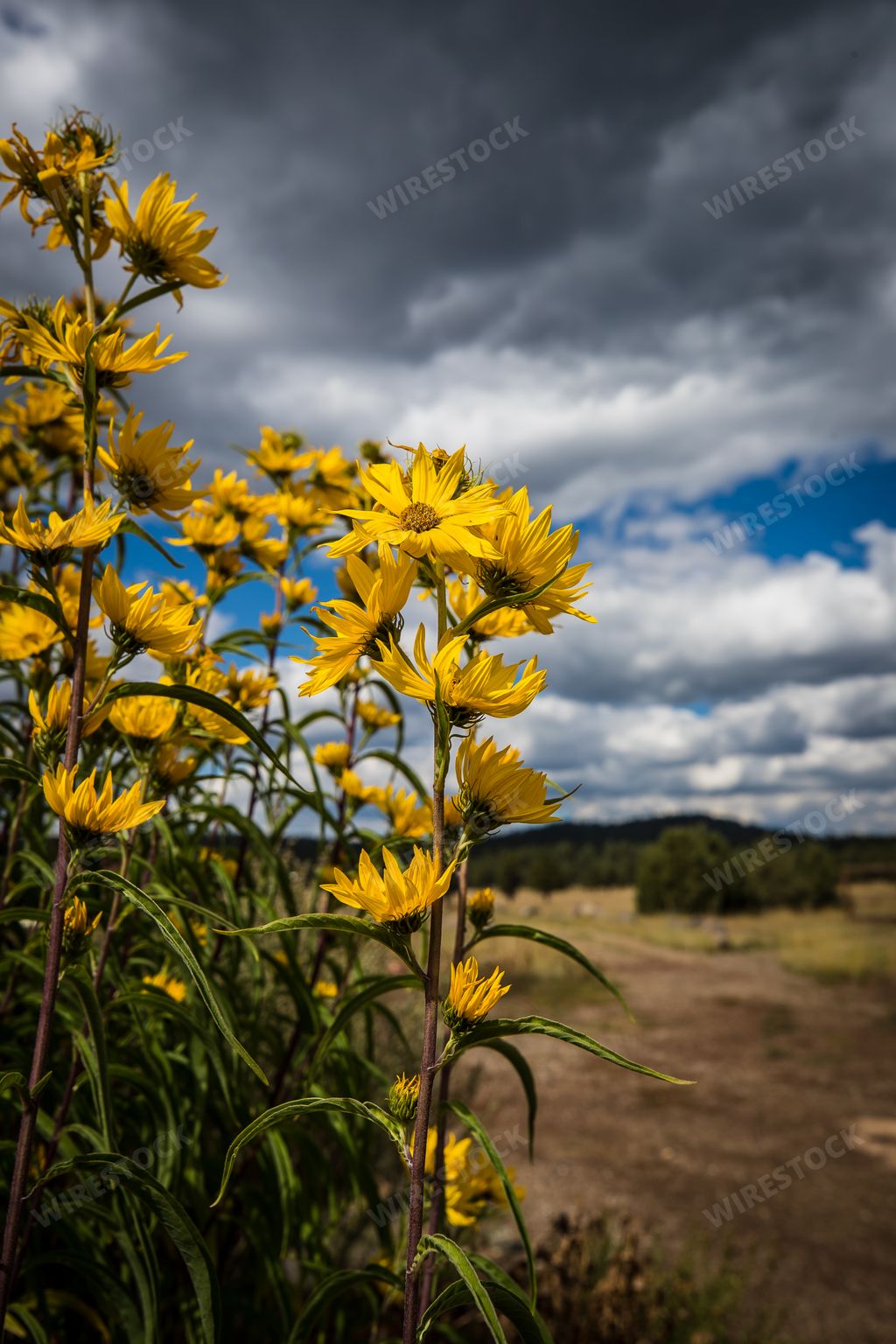 A vertical shot of yellow flowers at the Flagstaff Botanical Gardens