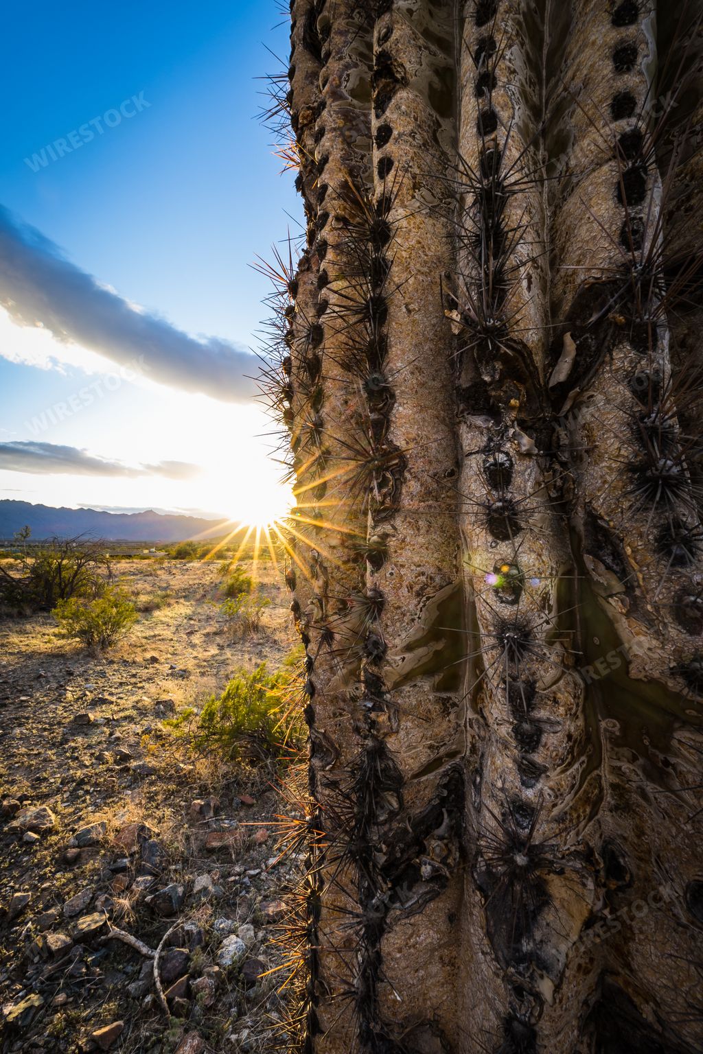 A saguaro cactus in the light of a Phoenix sunset with the Estrella mountains in the distance