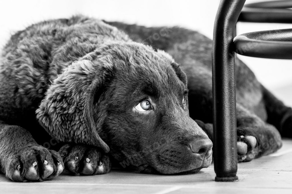 are curly coated retriever puppies lazy