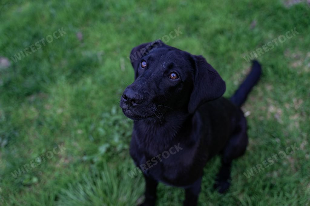 A black labrador retriever looking with its cute face sitting on the grass, closeup shot