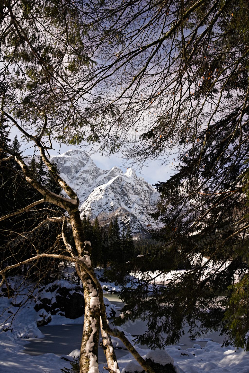 A vertical shot of tree branches with snow covered mountain in the background
