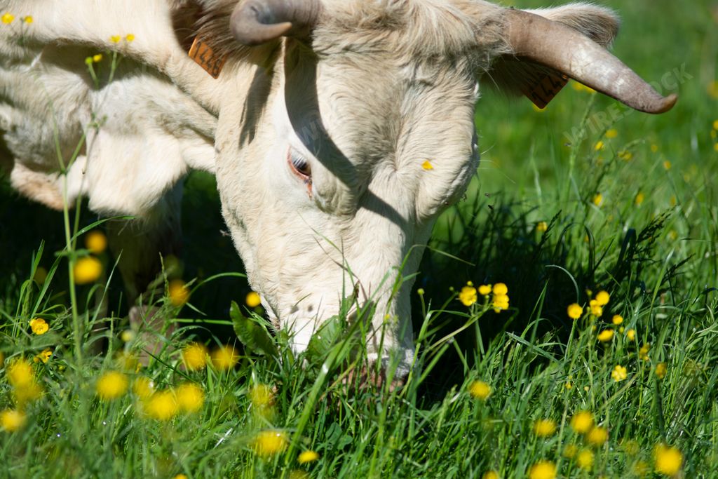cow eating grass in a sunny meadow